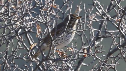 Song Thrush