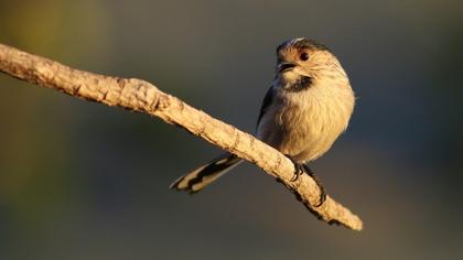 Long-tailed Tit