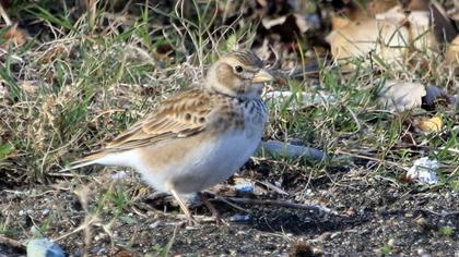 Calandra Lark