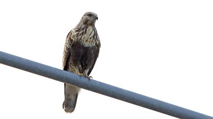 Rough-legged Buzzard