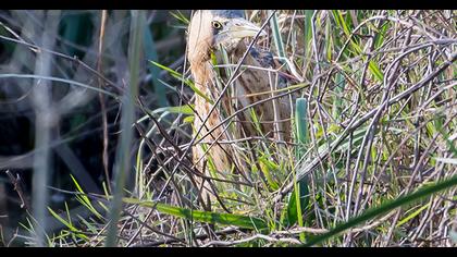 Eurasian Bittern