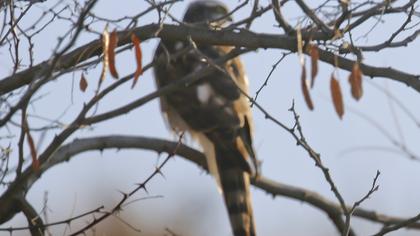 Eurasian Sparrowhawk