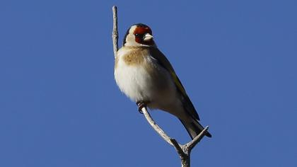 European Goldfinch