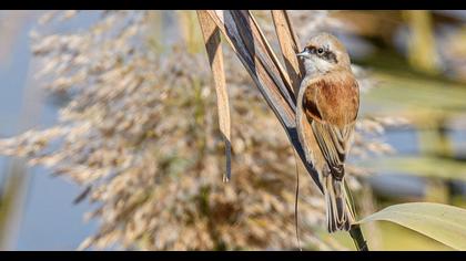 Eurasian Penduline Tit