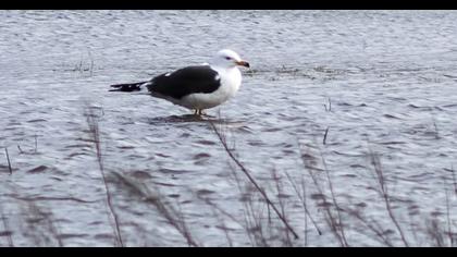 Lesser Black-backed Gull