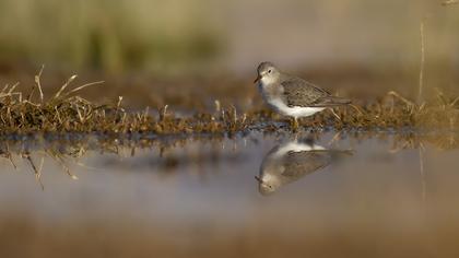 Temminck`s Stint