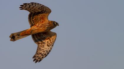 Hen Harrier