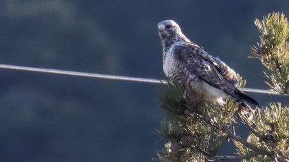 Rough-legged Buzzard