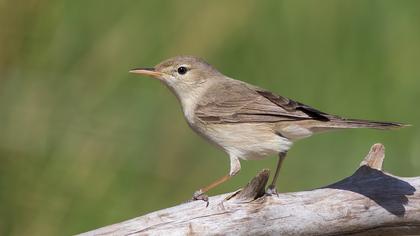 Eastern Olivaceous Warbler