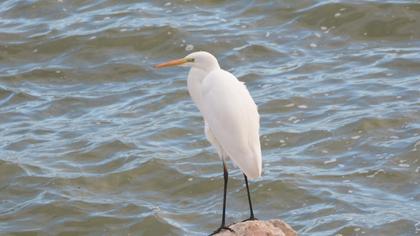 Great Egret