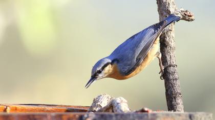 Eurasian Nuthatch