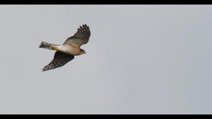 Eurasian Sparrowhawk