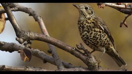 Mistle Thrush