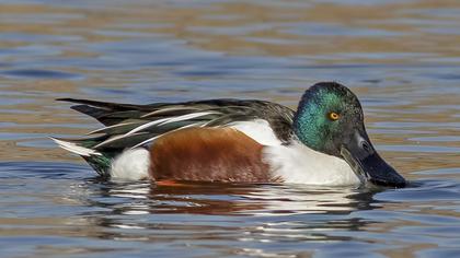 Northern Shoveler