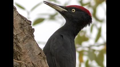 Black Woodpecker