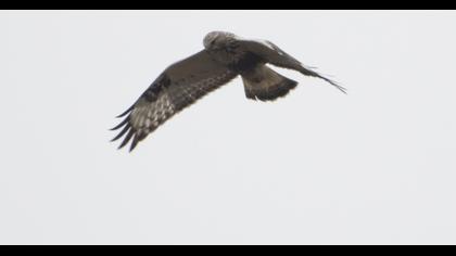 Rough-legged Buzzard