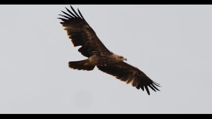 Eastern Imperial Eagle