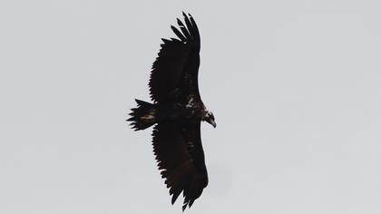 Cinereous Vulture