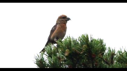Red Crossbill