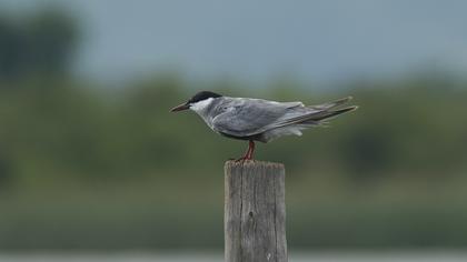 Whiskered Tern
