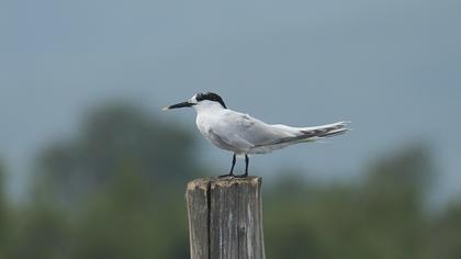 Sandwich Tern