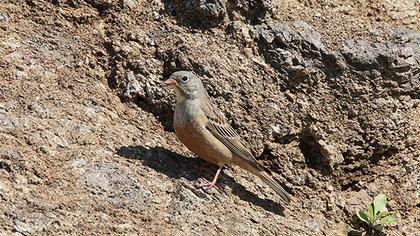Ortolan Bunting