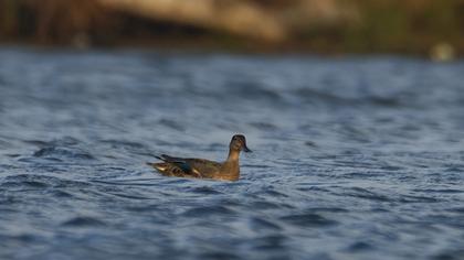 Eurasian Teal