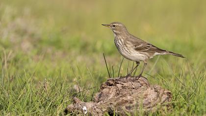 Water Pipit
