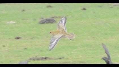European Golden Plover