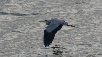 Grey Heron