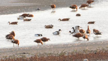 Common Shelduck