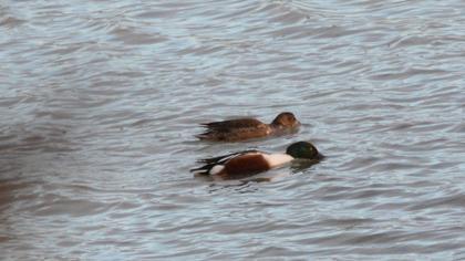 Northern Shoveler