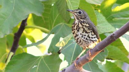 Song Thrush