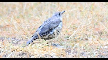 Mistle Thrush