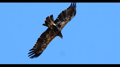 Eastern Imperial Eagle