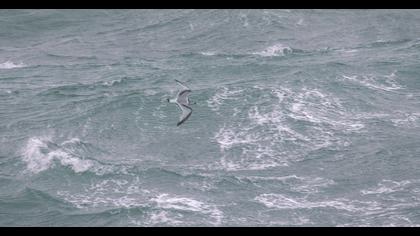 Black-legged Kittiwake