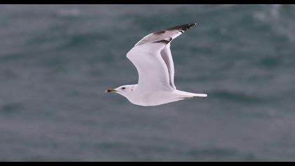 Caspian Gull