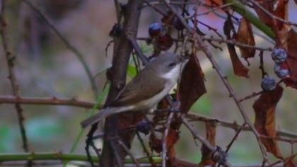 Lesser Whitethroat