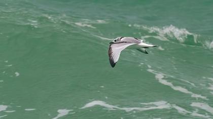 Black-legged Kittiwake