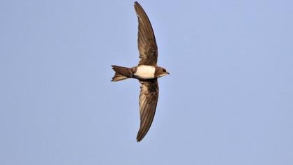 Alpine Swift