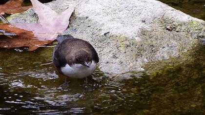 White-throated Dipper