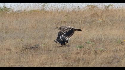 Eastern Imperial Eagle