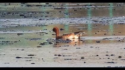 Eurasian Wigeon