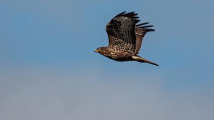 Common Buzzard