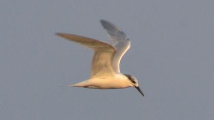 Sandwich Tern