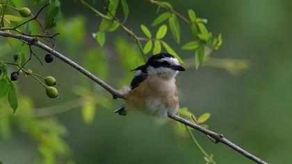 Masked Shrike
