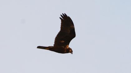 Western Marsh Harrier