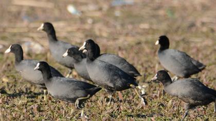 Eurasian Coot