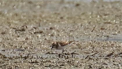 Little Stint