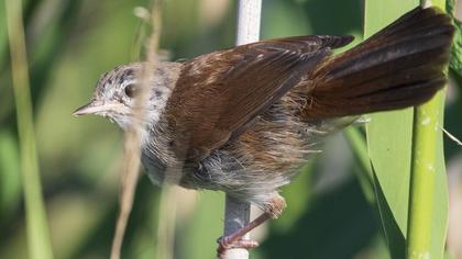 Cetti`s Warbler